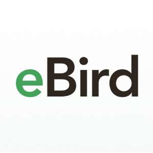 EBIRD